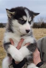 11 weeks old Alaskan Malamute puppies