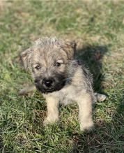 11 weeks old Cairn Terrier puppies and have fantastic personalities