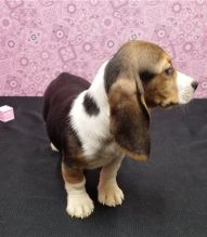 2 Basset Hound puppies