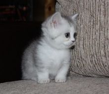 Adorable Munchkin kitten for adoption