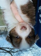 Australian Shepherd puppies