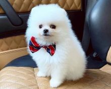 Beautiful Adaptability Pomeranian puppies,