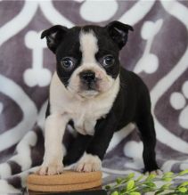 Boston Terrier puppies