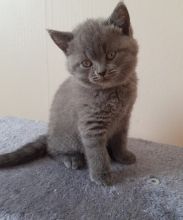 British Short hair Female and male Kittens Ready Now