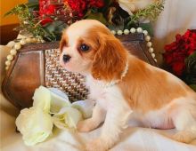 Cavalier King Charles Spaniel puppies