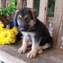 Cute German Shepherd Puppies are raised in our family home