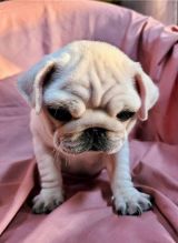 EXCELENT PUG PUPPIES FOR RE-HOMING
