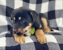 German Shepherd puppies