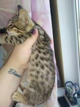 gorgeous savannah kittens available