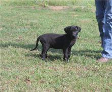 Great Dane puppies