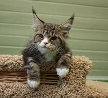 Healthy Maine Coon kittens