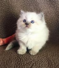 Healthy registered Ragdoll kittens