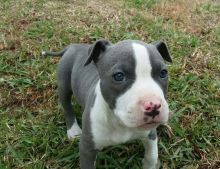 Magnificent American Staffordshire Terrier puppies