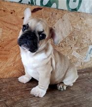 Male and female French bulldog puppies