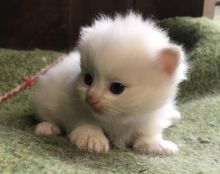 Male and female Himalayan kittens