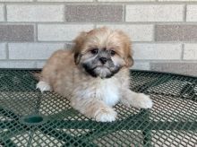 Male and female Lhasa Apso puppies
