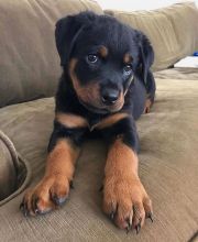 Male and Female Rottweiler puppies for sale.