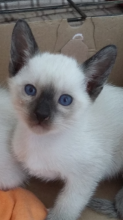 male and female Siamese kittens