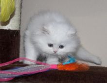 precious little Persian Kittens are ready for their new home