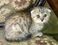 Registered Scottish Fold kittens