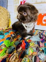SHIH TZU PUPPIES READY FOR NEW HOMES