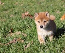 two 11 week old registered Shiba Inu puppies