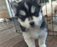 Two Pomsky puppies