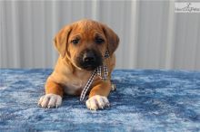 We have gorgeous Rhodesian Ridgeback puppies for adoption