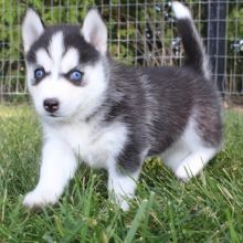 We have Pomsky Puppies 1 male and 1 female ready to go