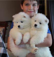 Well trained Samoyed puppies