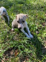 Whippet puppies available now