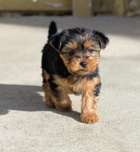 Yorkshire 1 Female and 1 Male needing rehomed fee.