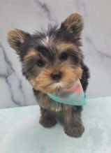 YORKSHIRE TERRIER PUPPIES FOR ADOPTION