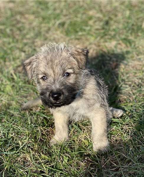 11 weeks old Cairn Terrier puppies and have fantastic personalities Image eClassifieds4u