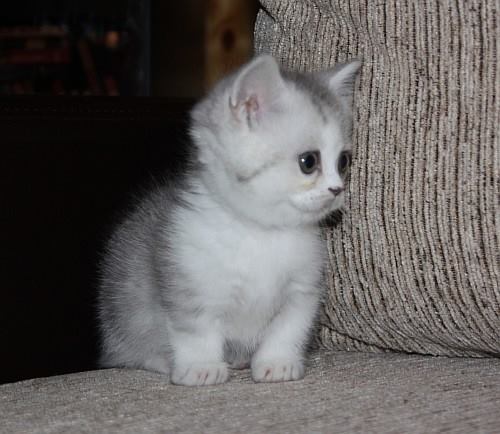 adorable Munchkin kittens Image eClassifieds4u