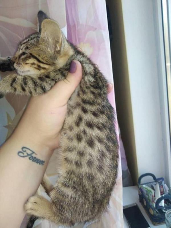 gorgeous savannah kittens available Image eClassifieds4u