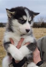11 weeks old Alaskan Malamute puppies Image eClassifieds4U