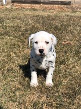 Dalmatian puppies male and female available Image eClassifieds4U