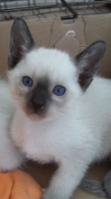 male and female Siamese kittens Image eClassifieds4U