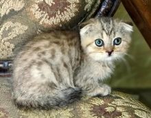 Scottish Fold kittens available Image eClassifieds4U
