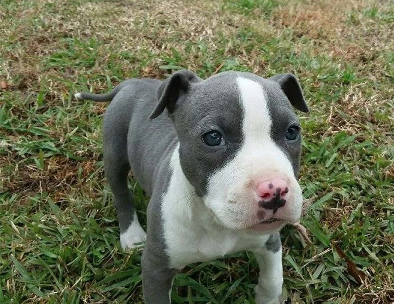 Male and female American Staffordshire Terrier puppies Image eClassifieds4u