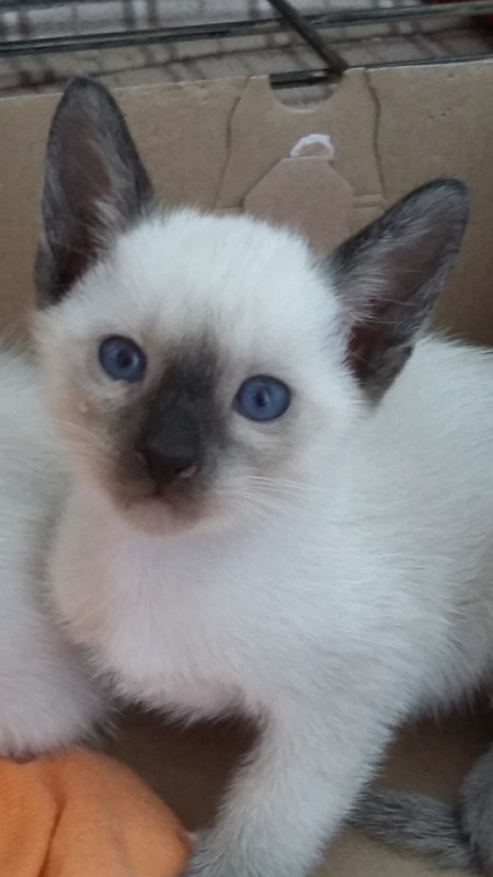 male and female Siamese kittens Image eClassifieds4u