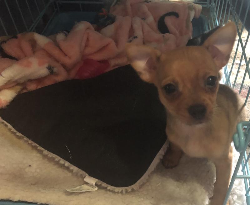 PUREBRED TEACUP FEMALE CHIHUAUA Image eClassifieds4u