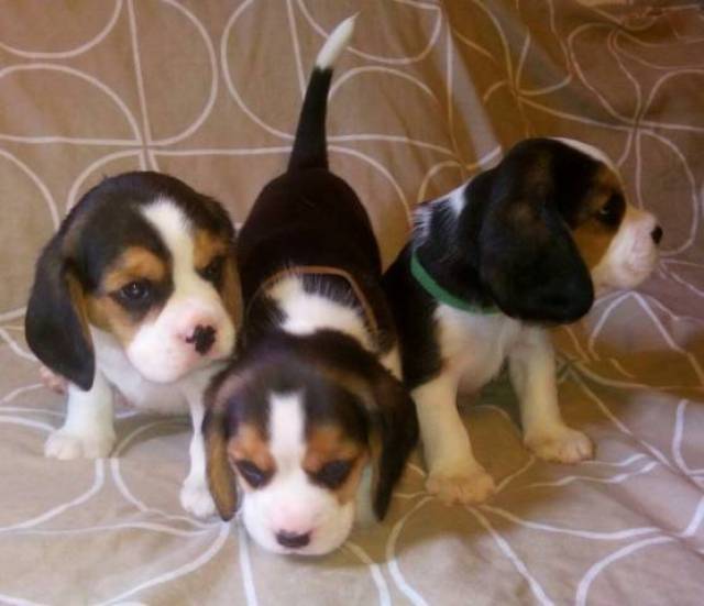 Tri color beagle puppies available now Image eClassifieds4u