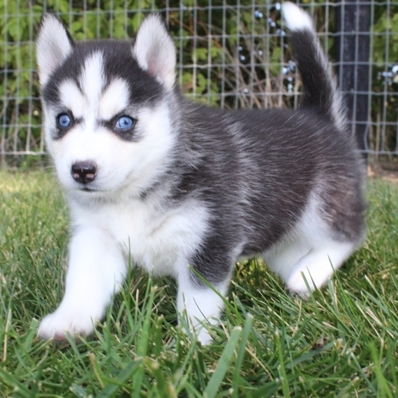 We have Pomsky Puppies 1 male and 1 female ready to go Image eClassifieds4u