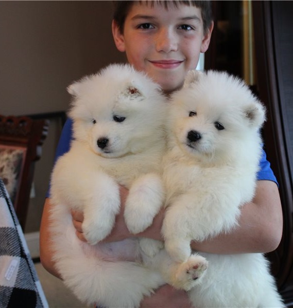 Well trained Samoyed puppies Image eClassifieds4u