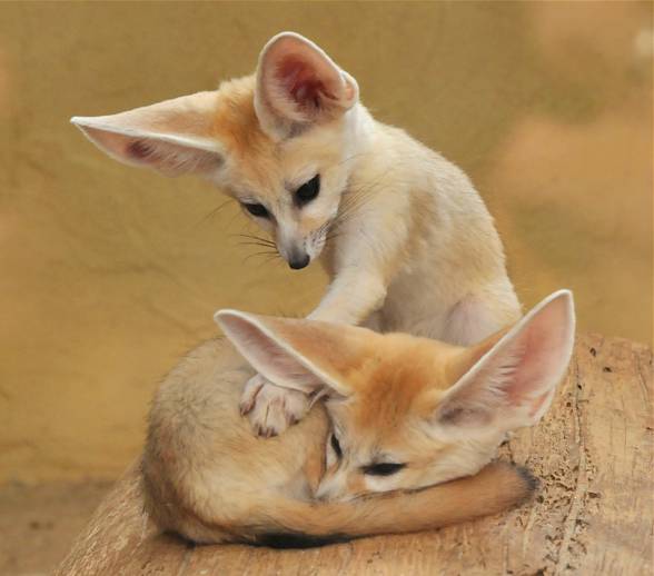 Adorable Babies Fennec Fox Babies For Sale Text us at (908) 516-8653) Image eClassifieds4u