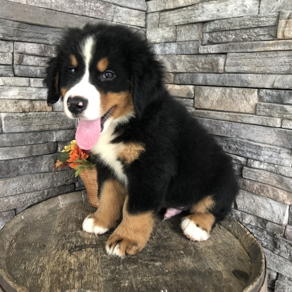 Bernese Mountain Dog Puppies Image eClassifieds4u