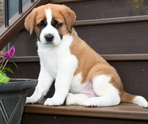 🟥🍁🟥 CANADIAN MALE AND FEMALE SAINT BERNARD PUPPIES AVAILABLE Image eClassifieds4u