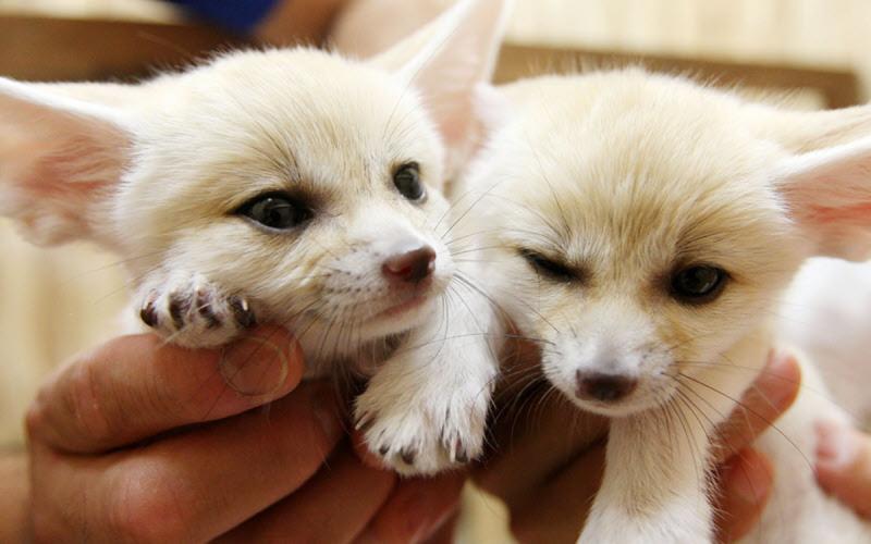 Pure Cuteness! Fennec Fox For Sale Text us at (908) 516-8653) Image eClassifieds4u
